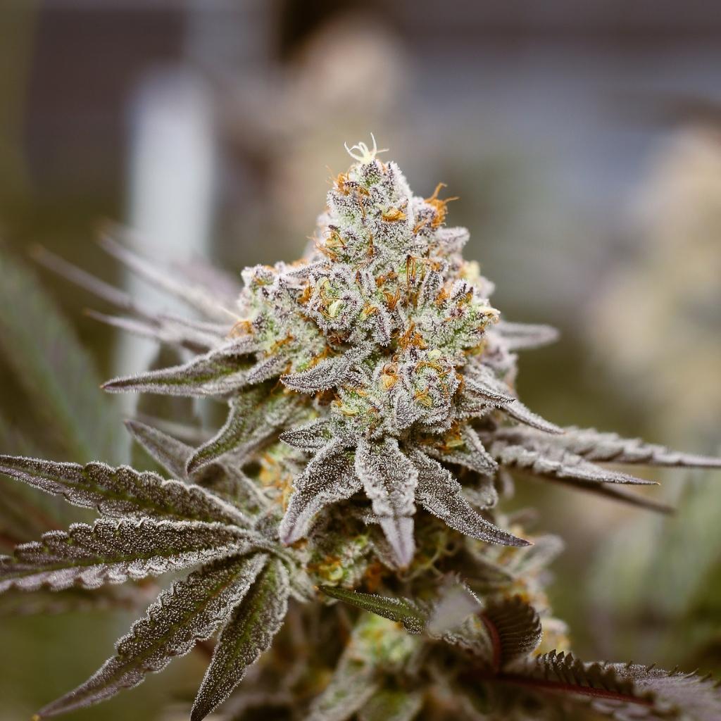 Dante's Inferno THCA Products