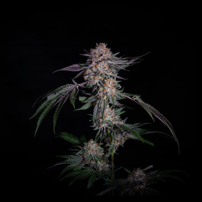 Double Lemon Cherry THCA Products