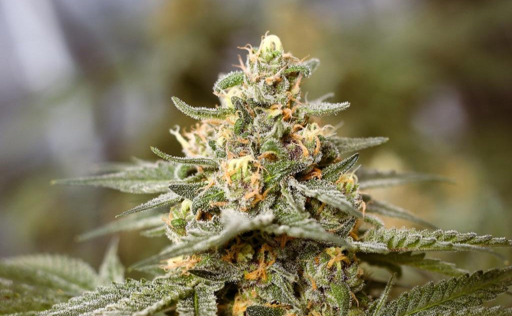 Mystic Mountain Blueberry THCA Products
