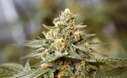Mystic Mountain Blueberry THCA Products
