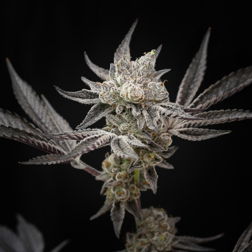 Pure Michigan THCA Products